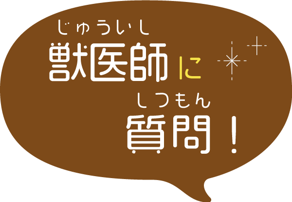 獣医師に質問